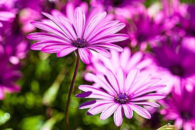 CDPR将在明年开发基于《2077》或者《巫师》的3A大作